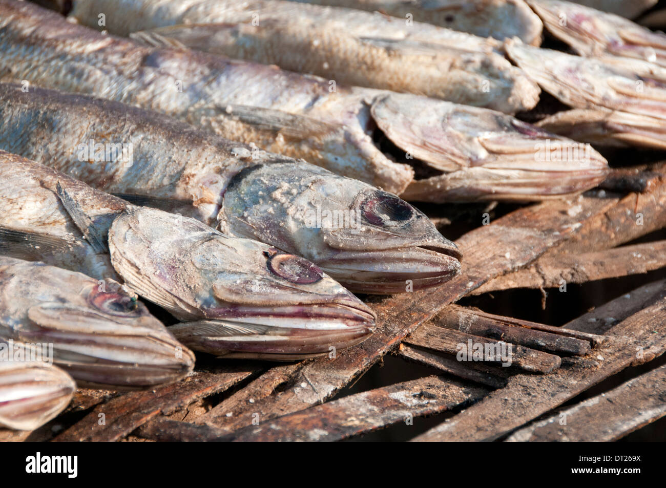 Pesci secchi pronti per fumatori, Tanji Villaggio di Pescatori, Gambia, Africa occidentale Foto Stock