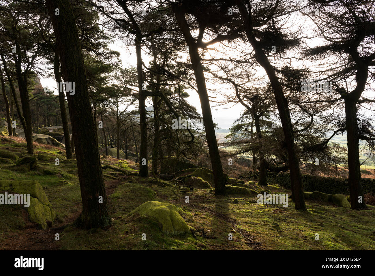 Una fredda mattina di gennaio nella foresta di scarafaggi, Staffordshire Moorlands Foto Stock