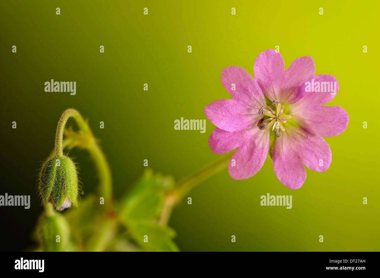 Cranesbill, Geranium molle, orizzontale ritratto del fiore viola con bel al di fuori della messa a fuoco lo sfondo. Foto Stock