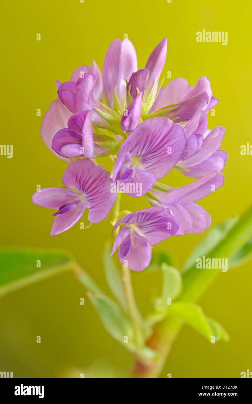 Erba medica, Medicago sativa (Leguminosae, Fabaceae), verticale ritratto di fiore violaceo con bel al di fuori della messa a fuoco lo sfondo. Foto Stock