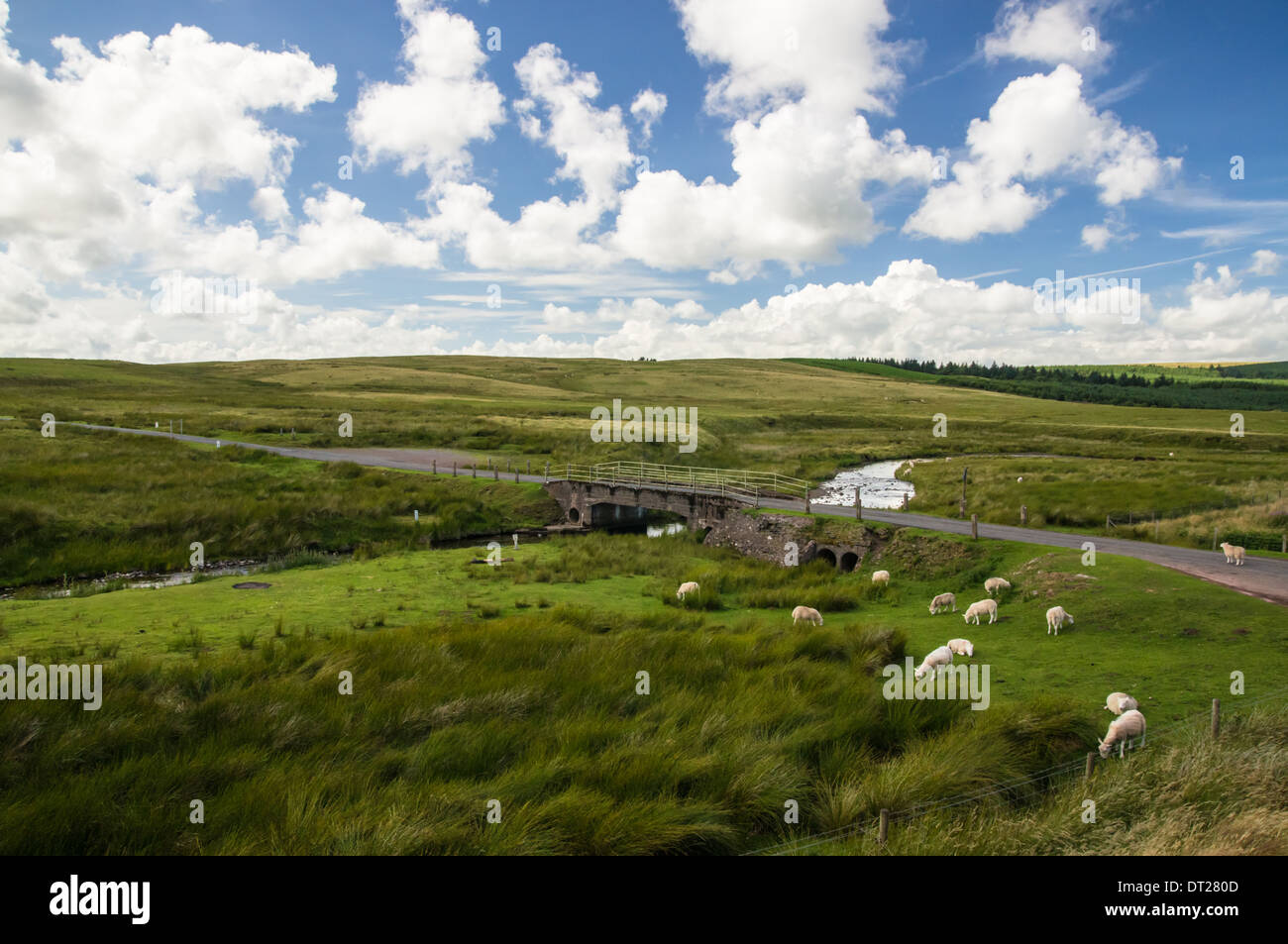 Vista del torrente e delle pecore che pascolano nella regione delle Black Mountains, Brecon Beacons, Bannau Brycheiniog National Park Galles Regno Unito Regno Unito Foto Stock