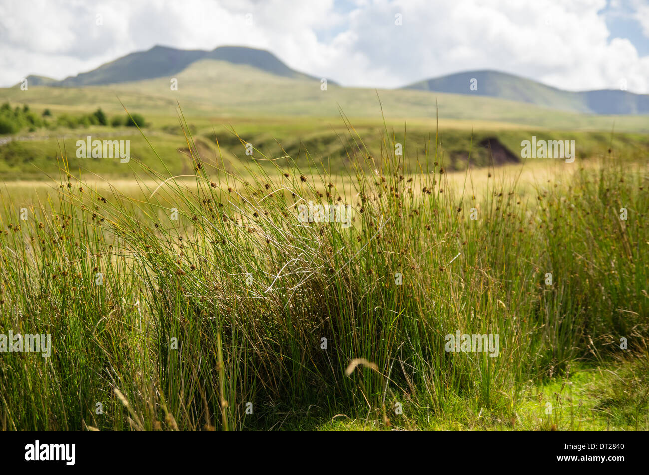 Vista del picco di Fan Brycheiniog nella regione delle Black Mountains, Brecon Beacons, Bannau Brycheiniog National Park Galles Regno Unito Regno Unito Foto Stock