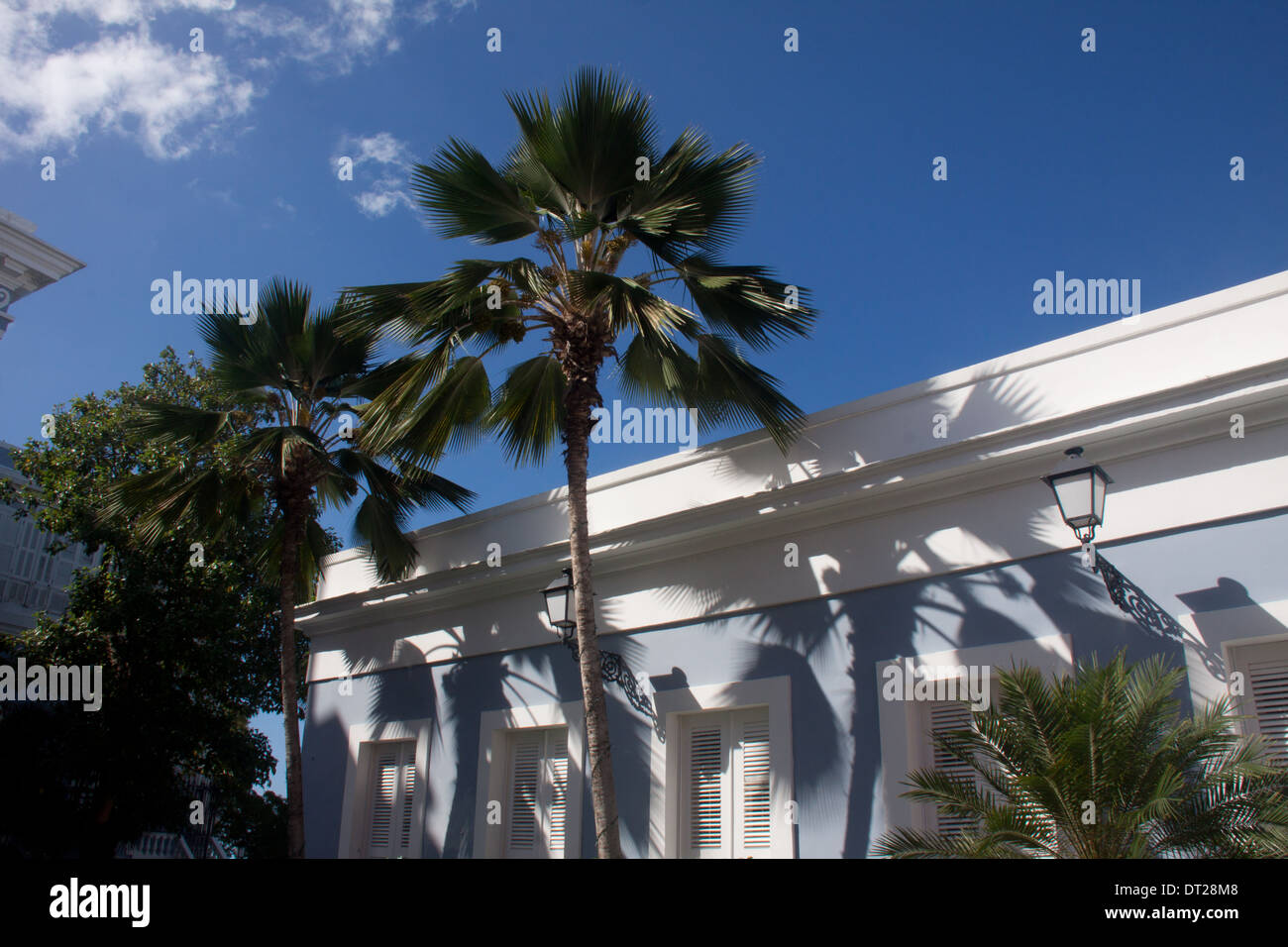 Palms at La Fortaleza, storico Fort e della residenza del governatore nella vecchia San Juan, Puerto Rico Foto Stock