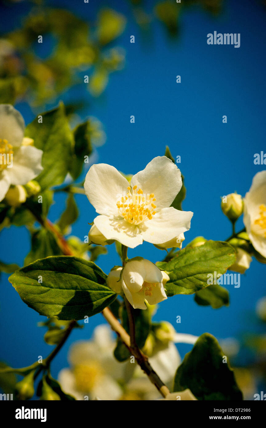 Simulazione di fiori d'arancio contro il cielo blu Foto Stock