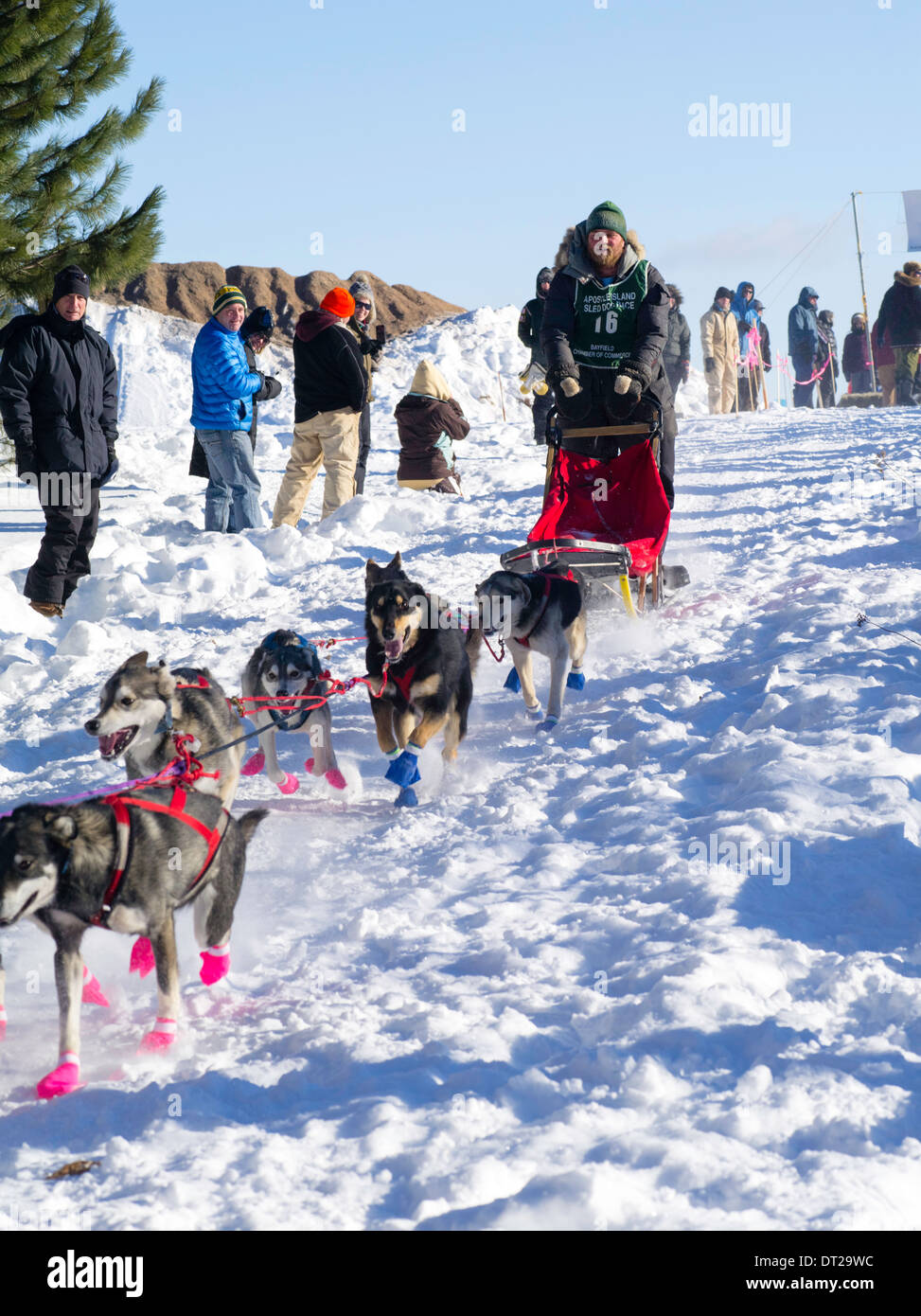 Matt Schmidt del Grand Marais, MN, set off sul suo dieci-classe dog sled gara di domenica, 2 feb 2014. Scene da apostolo isole Foto Stock