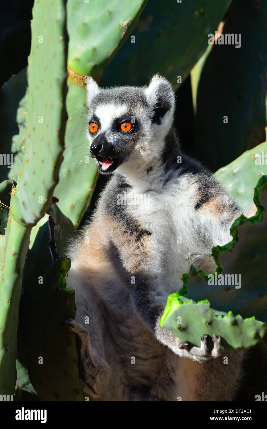 Anello-tailed lemur (Lemur catta) alimentazione di ficodindia foglia e chiamando Foto Stock