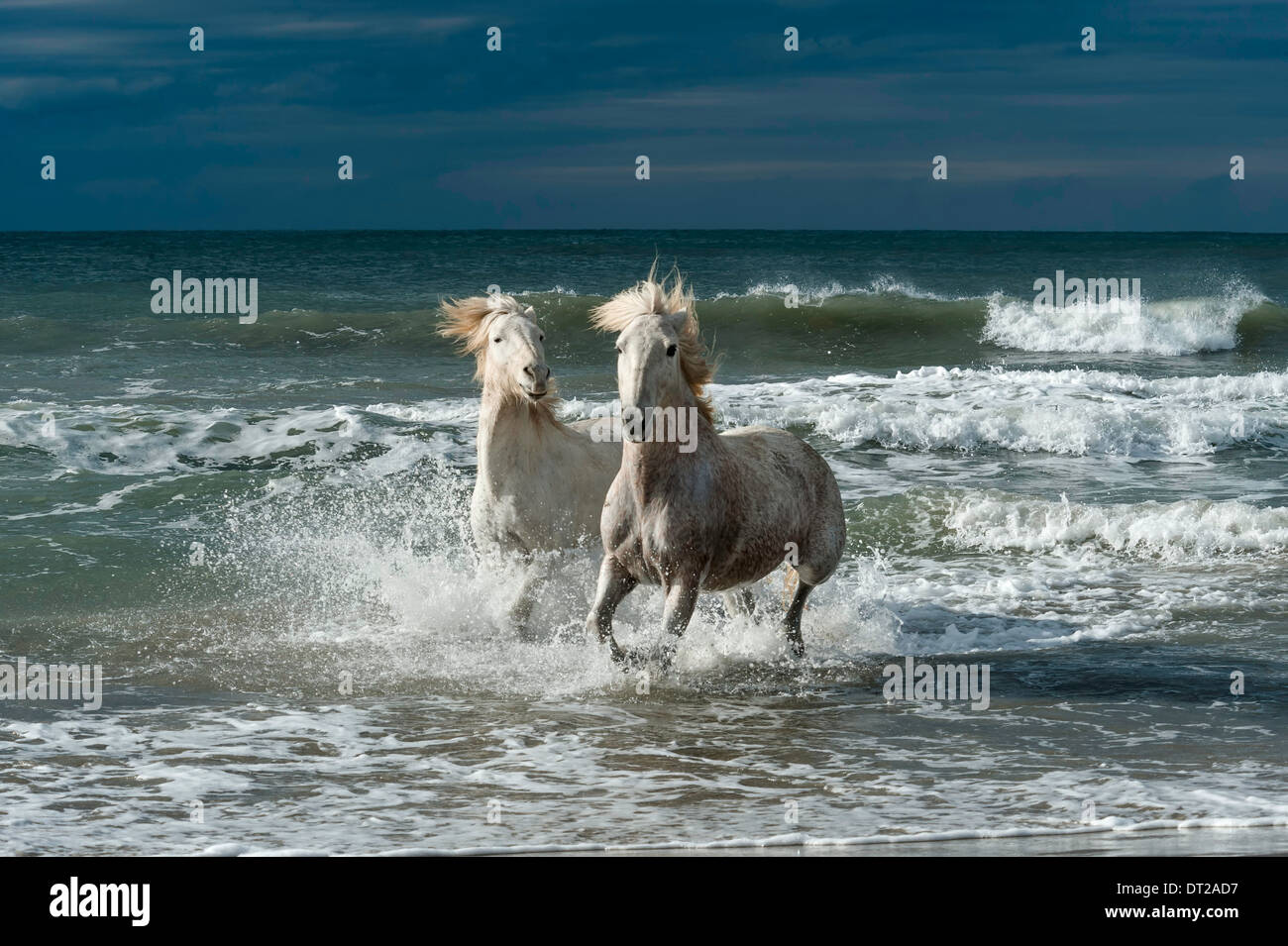 Due cavalli bianchi in esecuzione dall'oceano verso terra Foto Stock