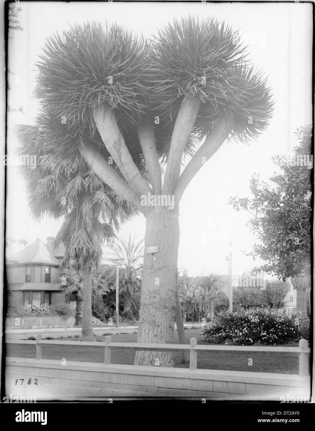 Grandi rara pianta di yucca (Yucca radiata) sui terreni di Santa Barbara Hotel Arlington, ca.1900 Foto Stock