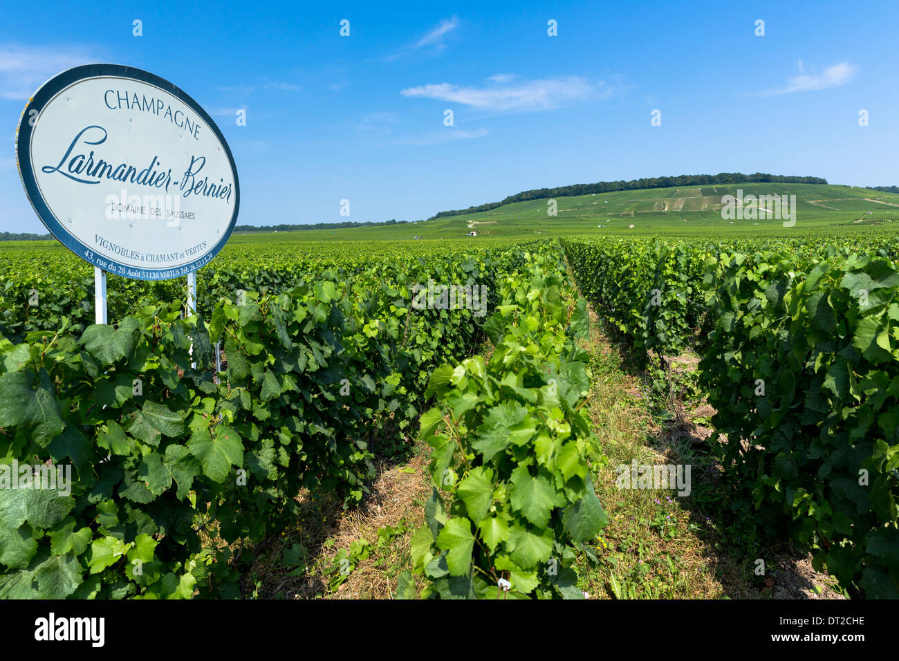 Rifilato le vigne di vigna Larmandier-Bernier sul Champagne itinerario turistico in Vertus ha, Marne Valley, Champagne-Ardenne, Francia Foto Stock