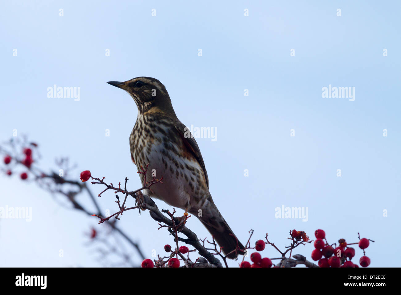 Redwing (Turdus iliacus) appollaiato su un ramo con red berrys Foto Stock