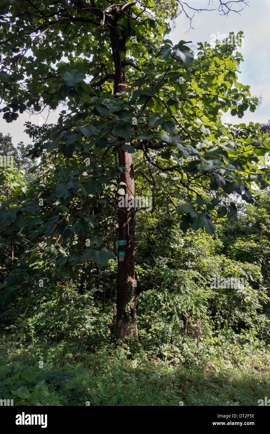 Albero del teck con il sondaggio e tag di censimento #2, Mandalay regione, Myanmar Foto Stock