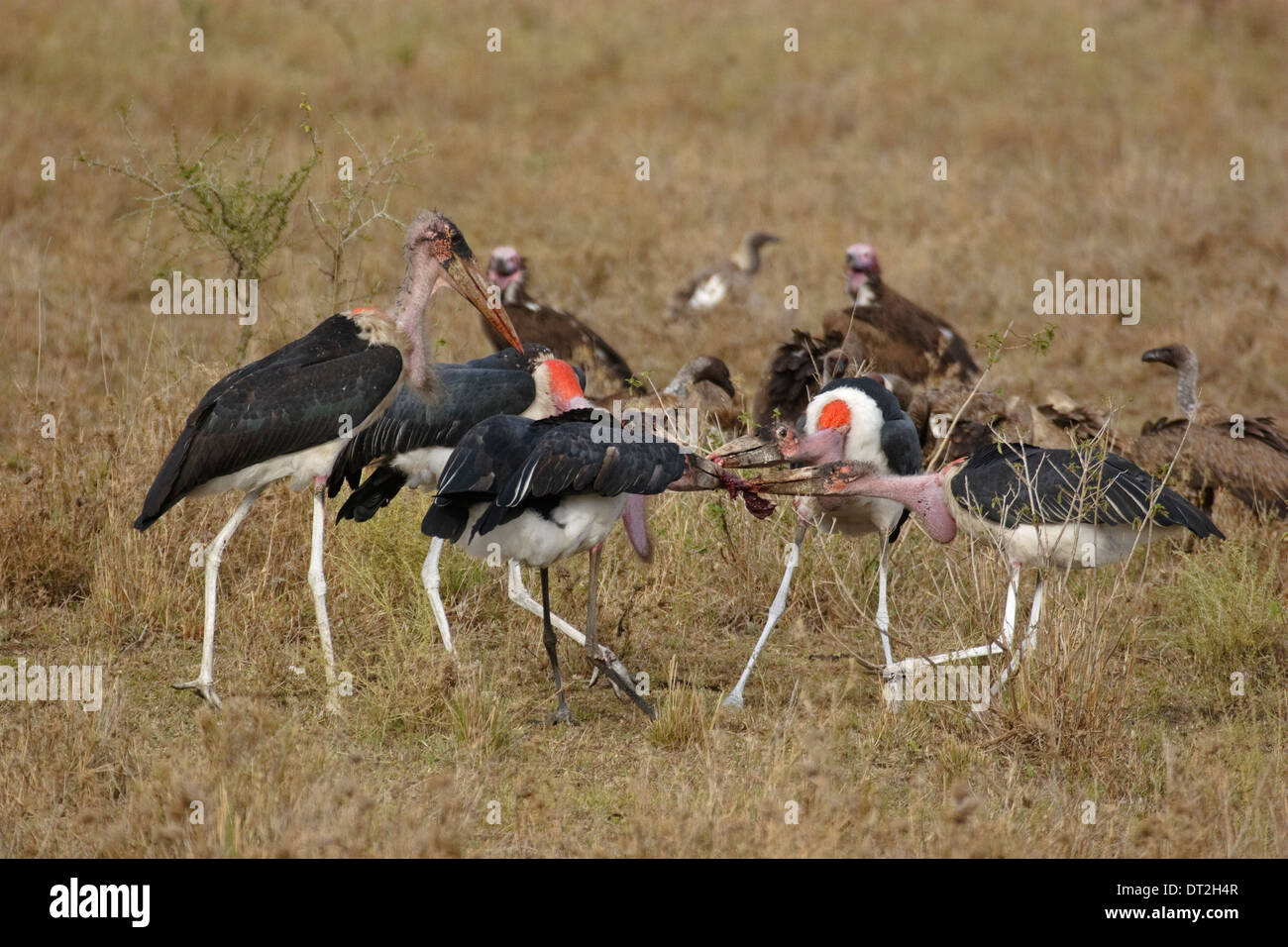 Cinque Marabou Cicogne (Leptoptilos crumeniferus) stanno lottando per la carne Foto Stock