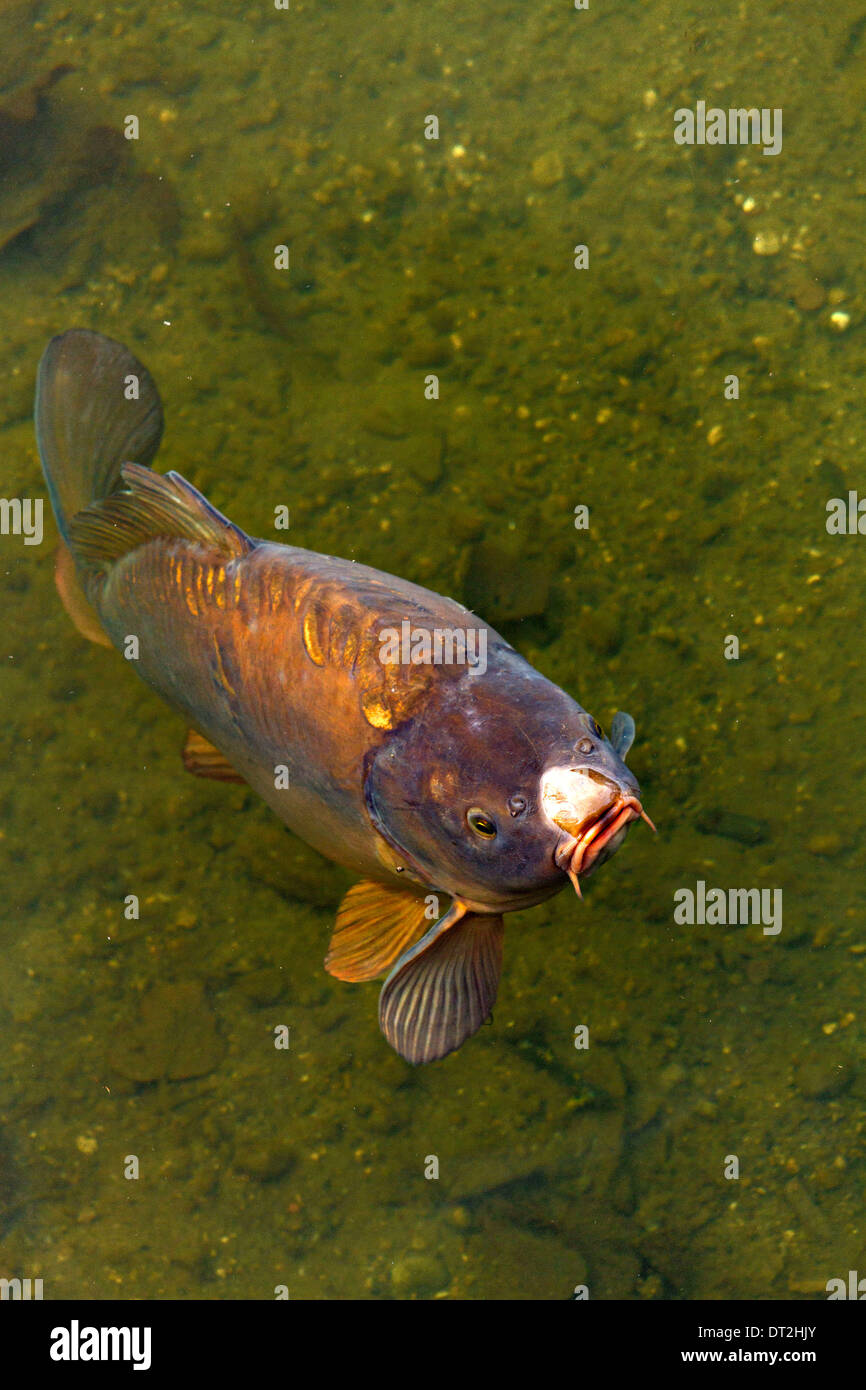 Pesce carpa (Cyprinus carpio) affiorante che mostra barbi e alette oectoral, Alta Baviera, Germania Europa Foto Stock