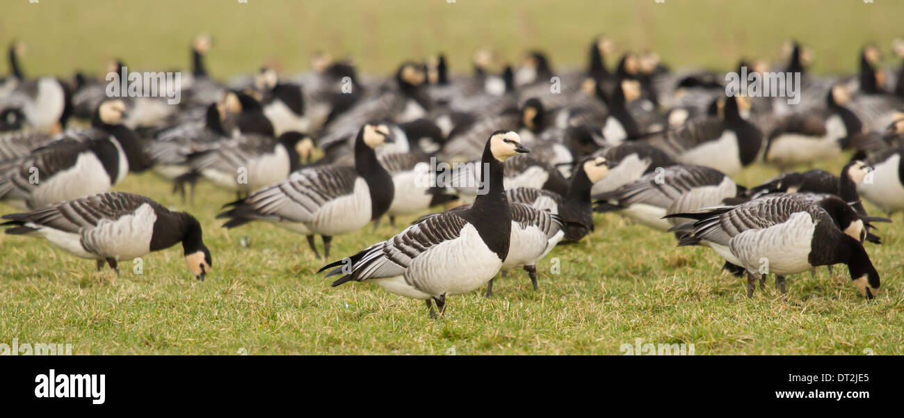 Un gruppo di Oche facciabianca in un campo verde Foto Stock