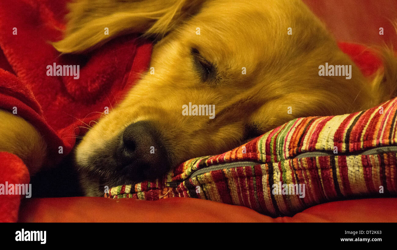 Addomesticazione labrador golden retriever cucciolo dorme Foto Stock