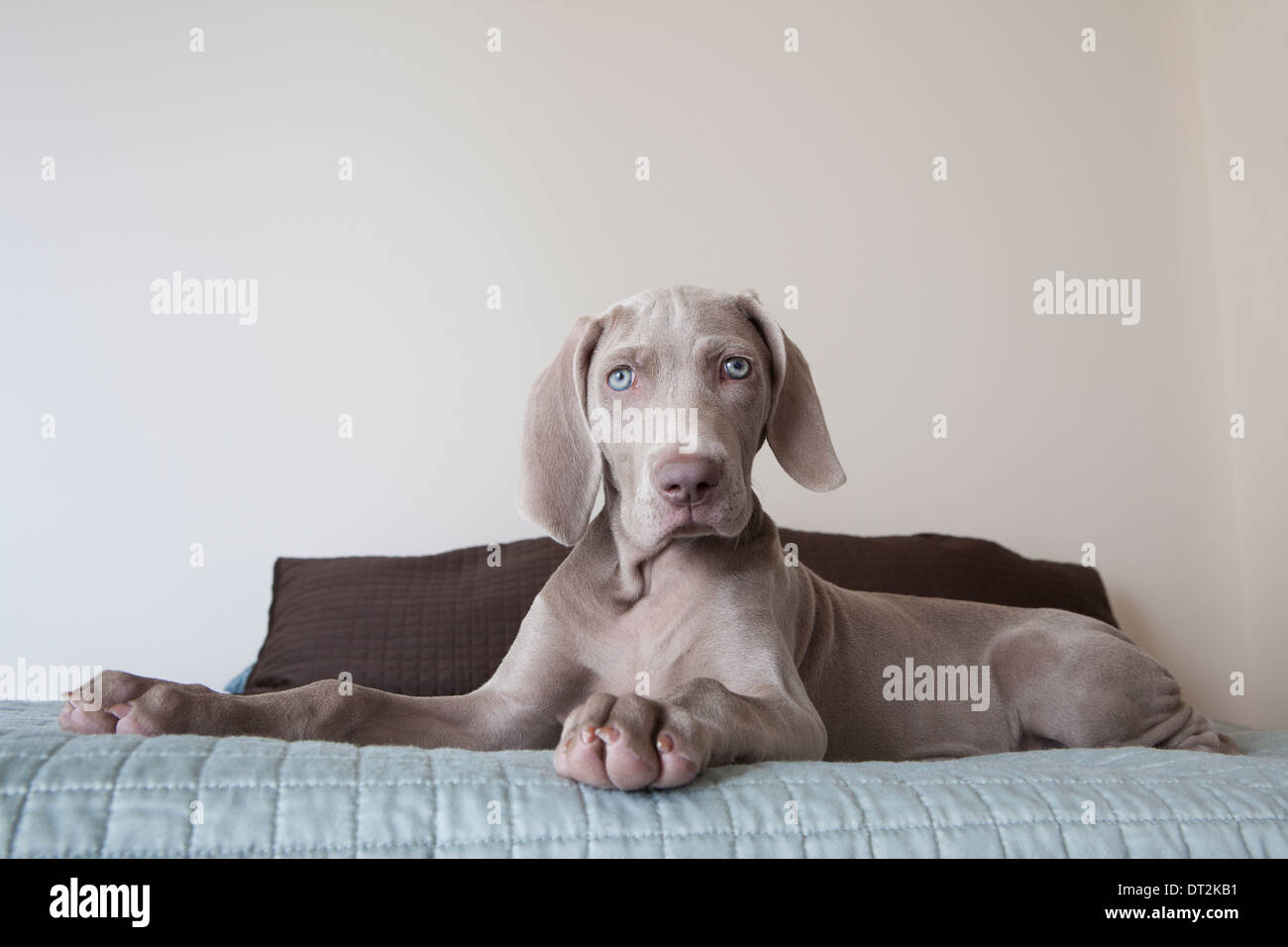 Un cucciolo Weimaraner seduta su di un letto Foto Stock