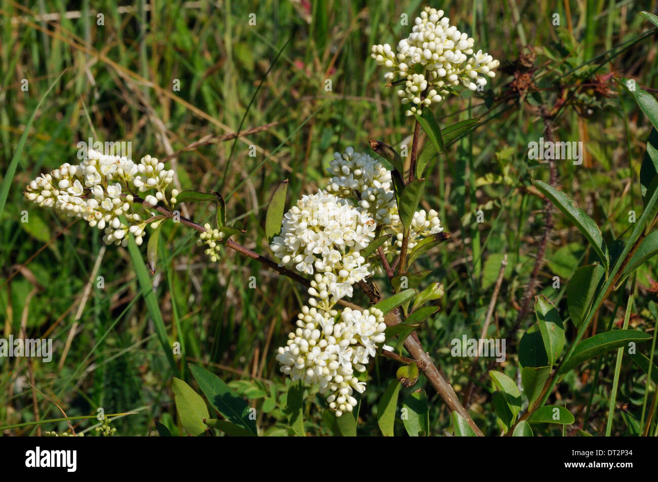 Wild fiori di ligustro - Ligustrum vulgare Kenfig Dune Foto Stock