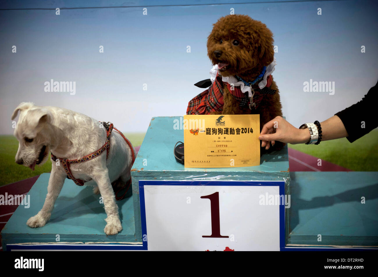 Hong Kong, Cina. 7 febbraio, 2014. I vincitori del cane posa per foto a un podio nel 2014 Hong Kong Festival di Pet a Hong Kong, Cina del sud, Febbraio 7, 2014. Il 2014 Hong Kong Festival di Pet sono iniziate il venerdì, attraendo 120 espositori provenienti da casa e all'estero. Credito: Lui Siu Wai/Xinhua/Alamy Live News Foto Stock