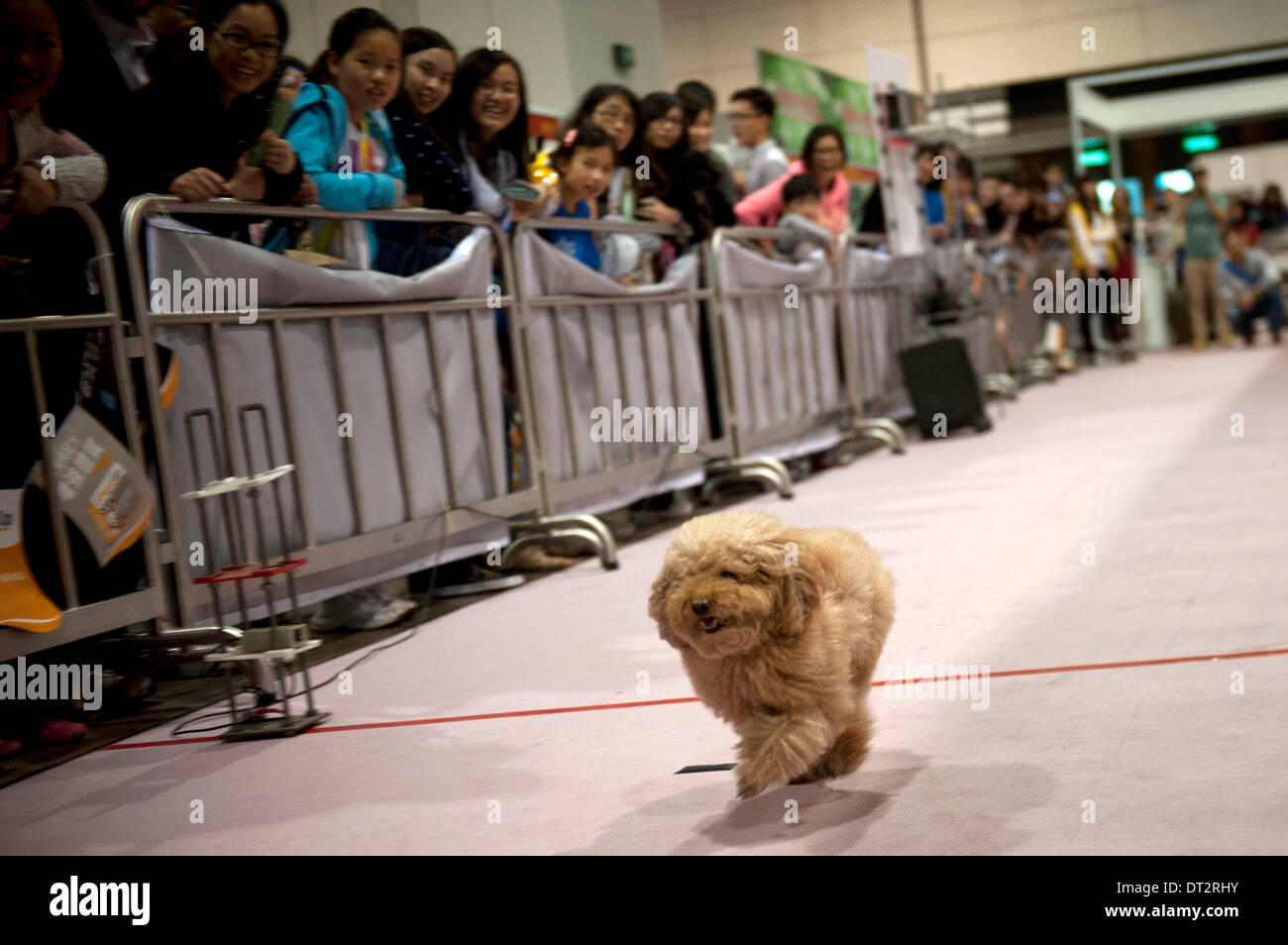 Hong Kong, Cina. 7 febbraio, 2014. Un cane corre in una gara al 2014 Hong Kong Festival di Pet a Hong Kong, Cina del sud, Febbraio 7, 2014. Il 2014 Hong Kong Festival di Pet sono iniziate il venerdì, attraendo 120 espositori provenienti da casa e all'estero. Credito: Lui Siu Wai/Xinhua/Alamy Live News Foto Stock