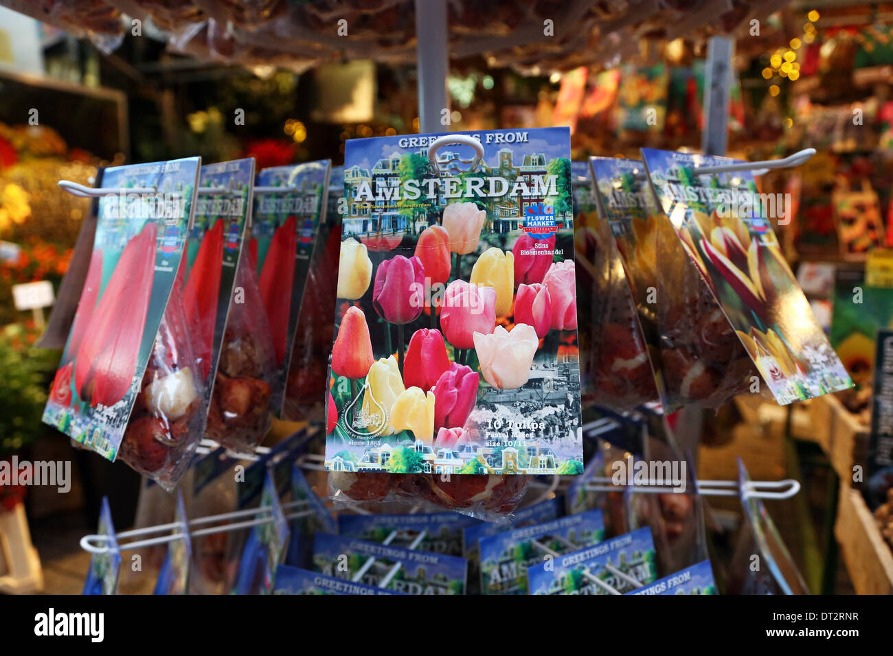 Tulip lampadina souvenir presso il mercato dei fiori di Amsterdam, Olanda Foto Stock