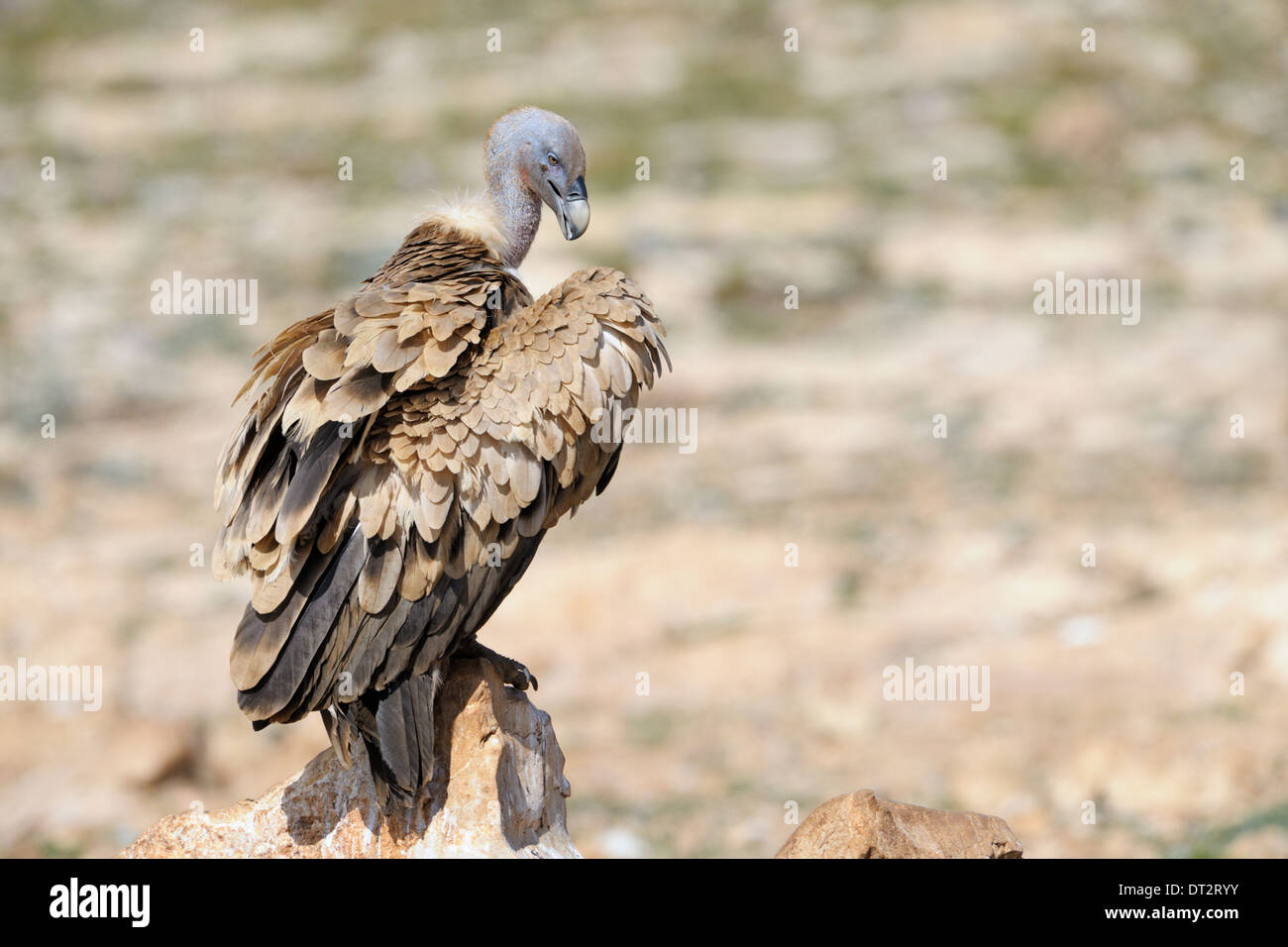 Grifone (Gyps fulvus) in piedi su una roccia, Pirenei, Catalogna, Spagna. Foto Stock
