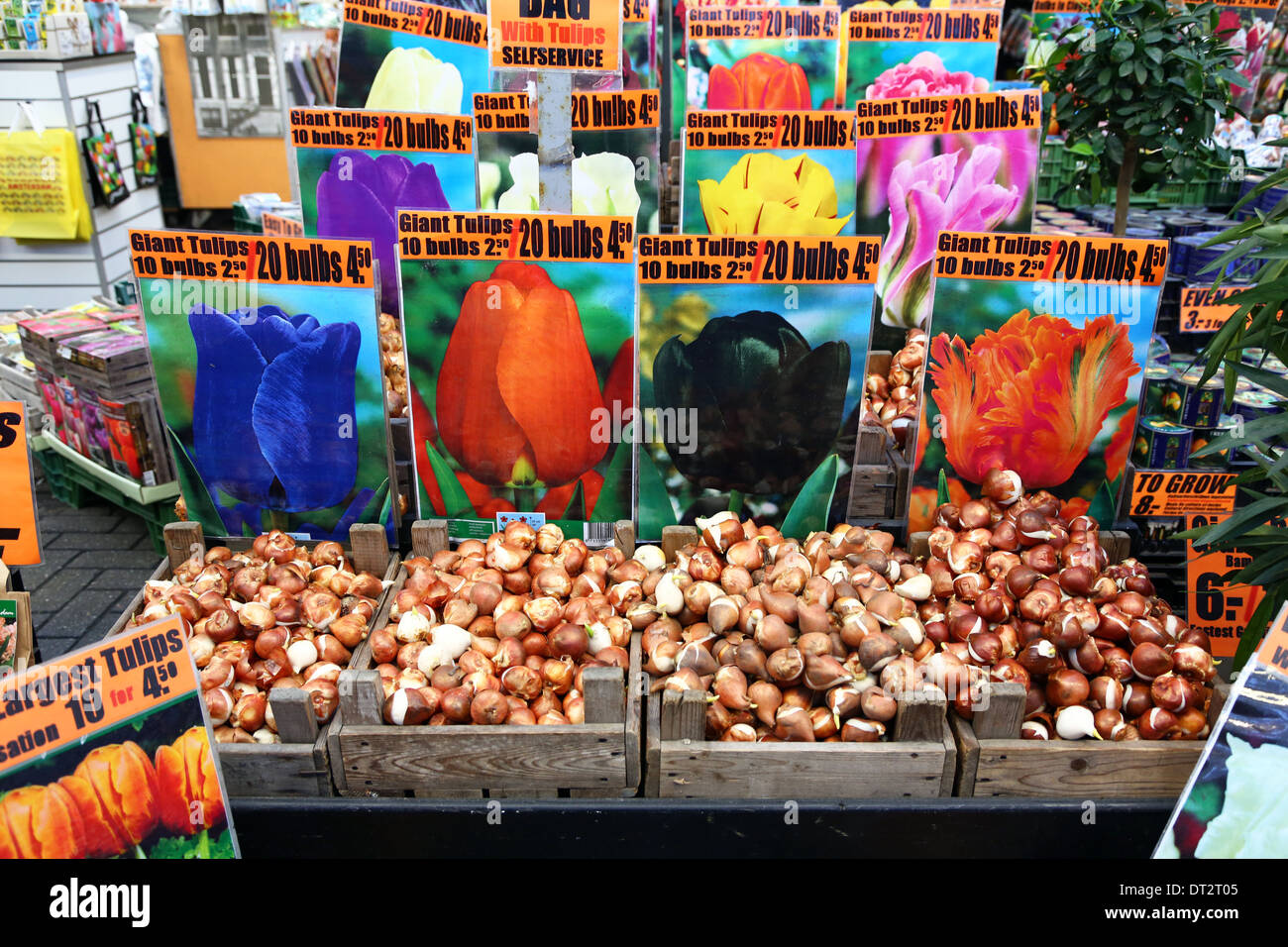 Tulip lampadina souvenir presso il mercato dei fiori di Amsterdam, Olanda Foto Stock