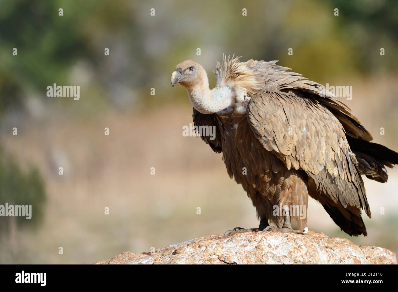 Grifone (Gyps fulvus) ritratto, in piedi su una roccia, Pirenei, Catalogna, Spagna. Foto Stock