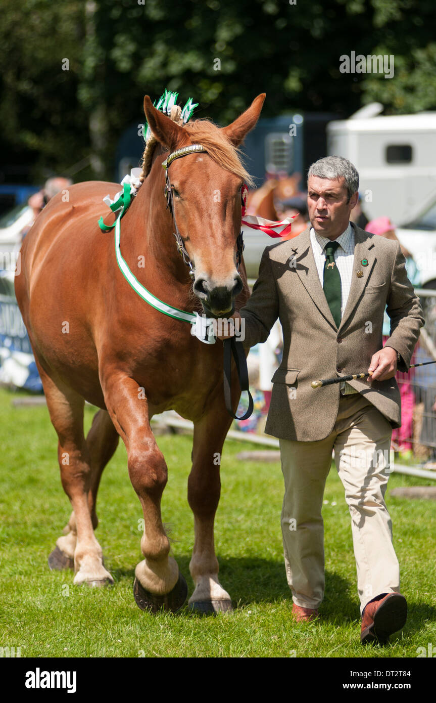 Immagine ritratto di un grande "pesante" di cavallo essendo portato su un campo mostra dal grigio di un uomo dai capelli. Foto Stock
