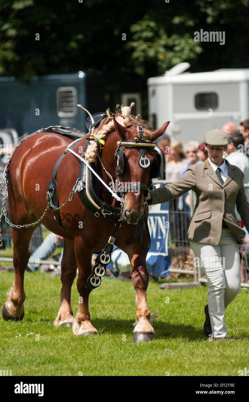 Una giovane donna conduce a Suffolk punch 'pesante' cavallo intorno a un anello di mostrare a una fiera di paese/mostra in Inghilterra 2012. Foto Stock