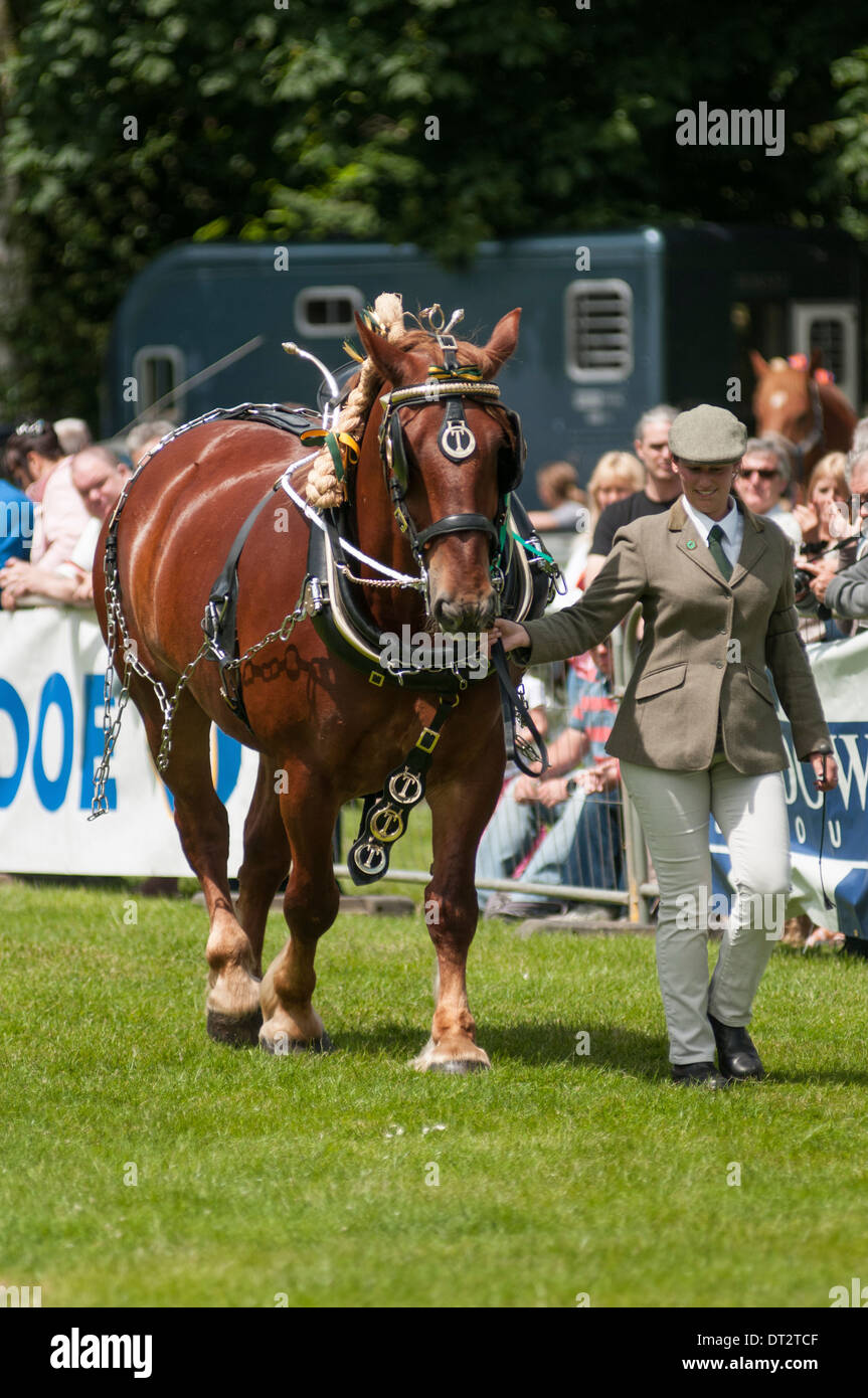 Una giovane donna conduce a Suffolk punch 'pesante' cavallo intorno a un anello di mostrare a una fiera di paese/mostra in Inghilterra 2012. Foto Stock