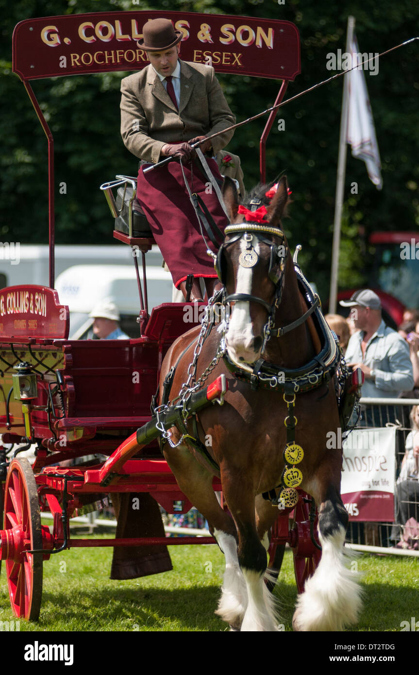 Immagine ritratto di un 'pesante' Horse tirando un carrello/Dray presso un paese mostrano in Inghilterra 2012. Foto Stock