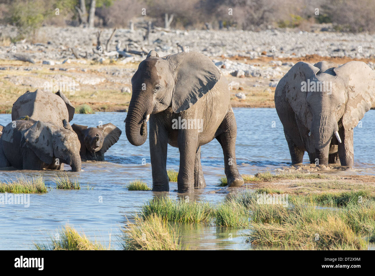 Elefanti in Etosha Foto Stock