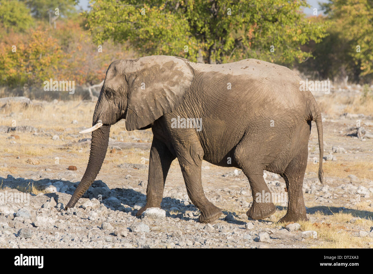 Elefante a piedi Foto Stock