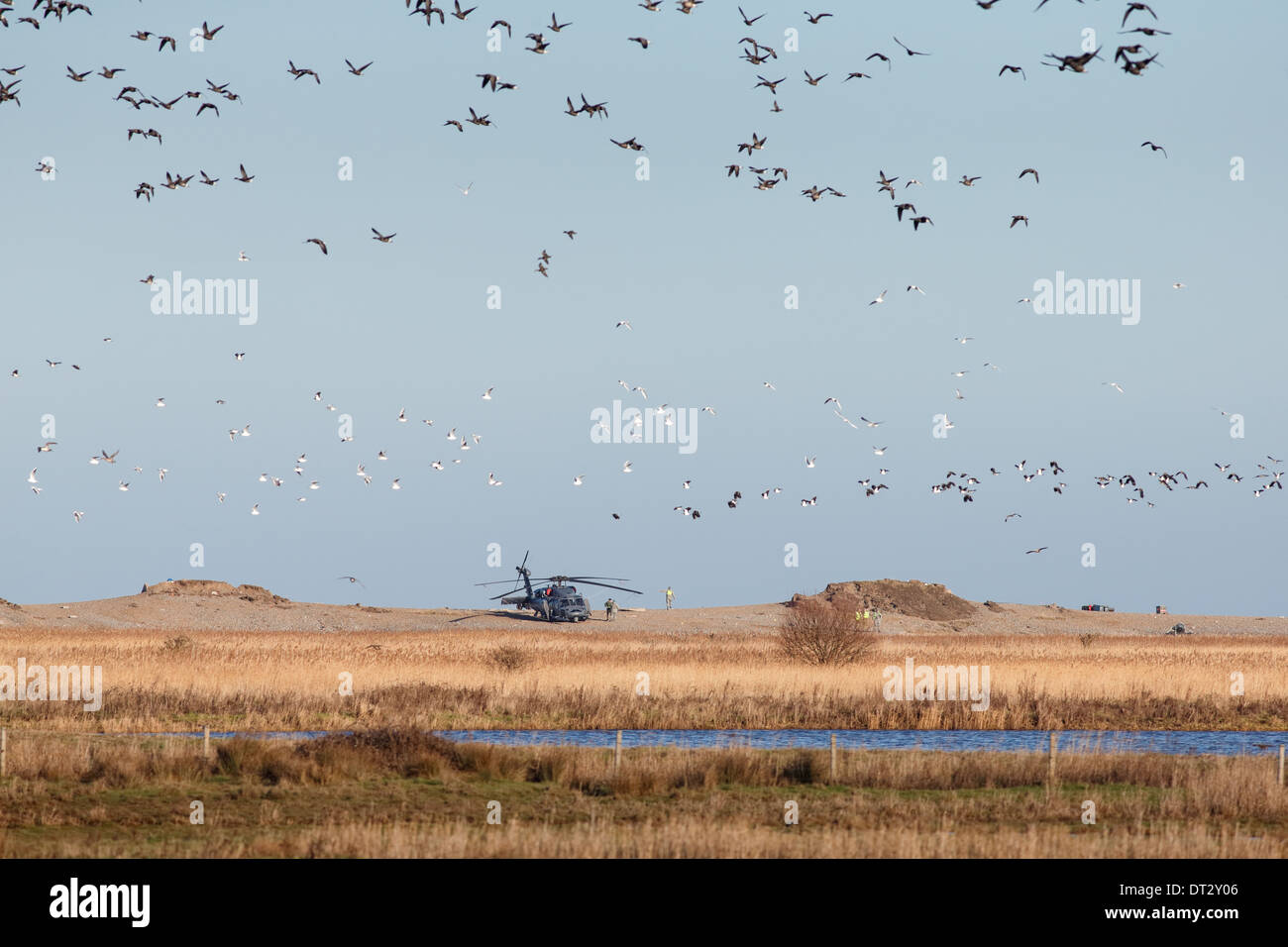 Pave Hawk elicottero a Cley-next-il-mare, Norfolk adiacenti al sito del crash di un elicottero secondo con stormo di uccelli in primo piano Foto Stock