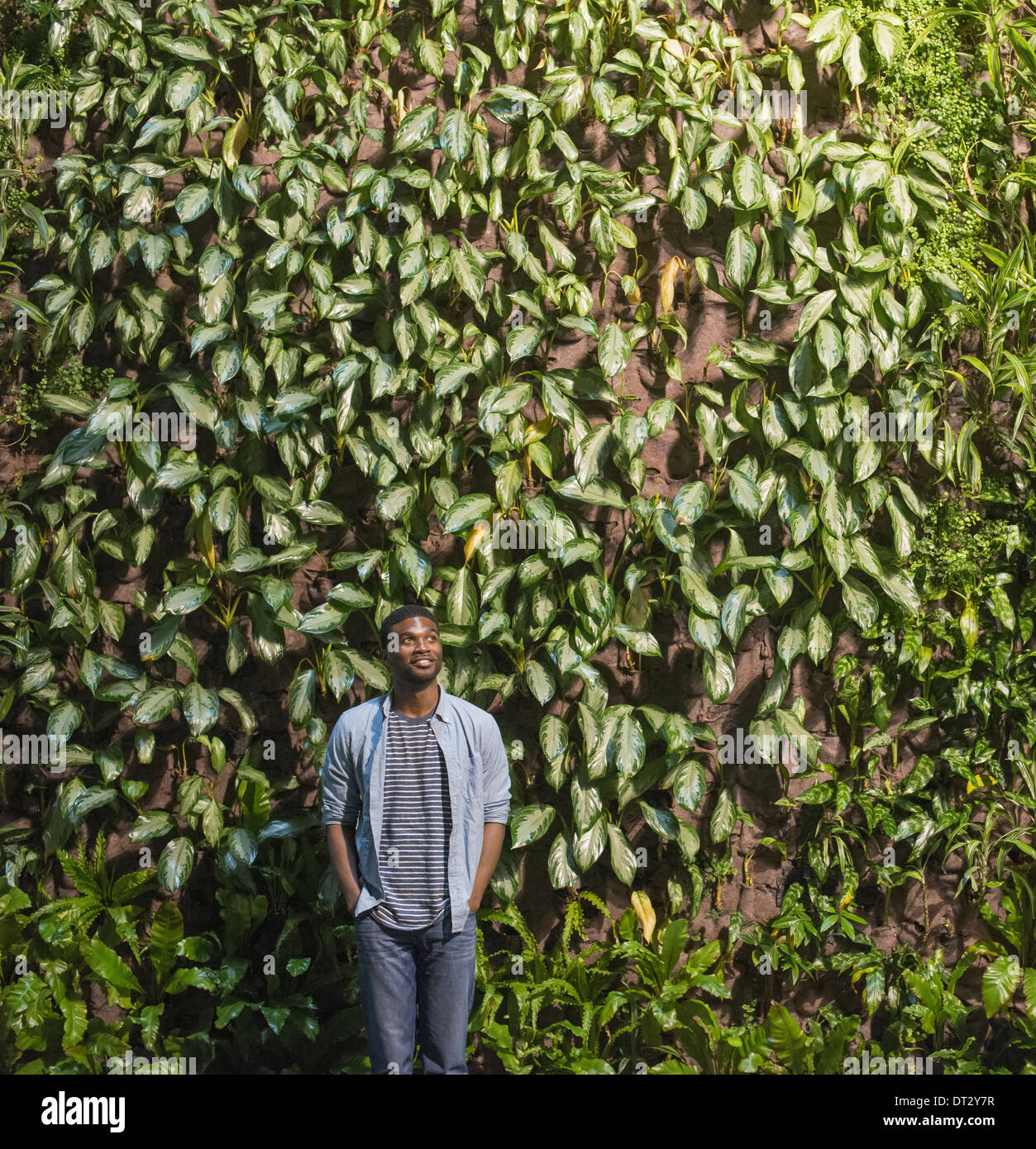 Un uomo che guarda verso l'alto in corrispondenza di una parete alta coperto di piante rampicanti e fogliame Foto Stock