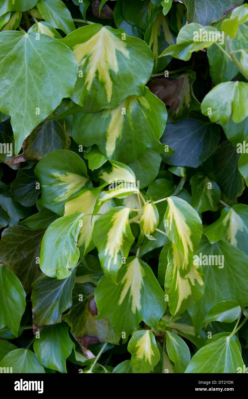 Variegata di edera rampicante Foto Stock