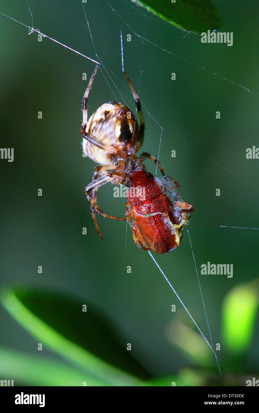 Lotta per la vita Foto Stock
