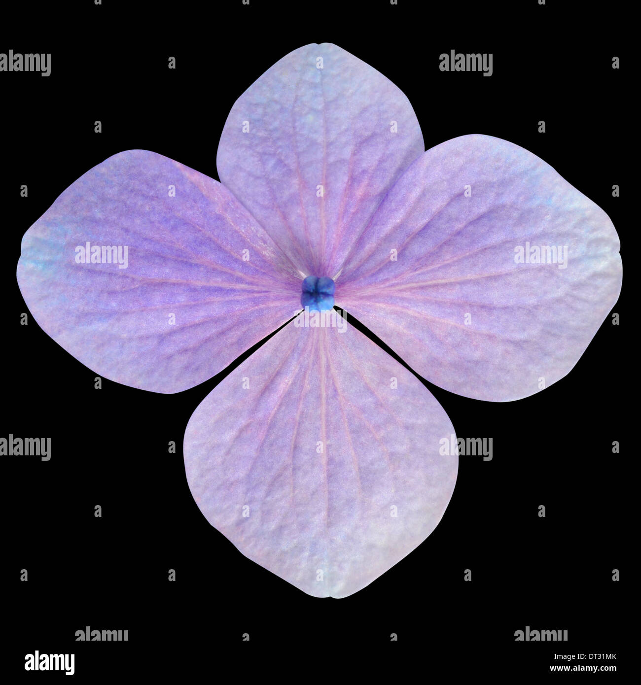 Unico viola Ortensia fiore isolato su sfondo nero Foto Stock