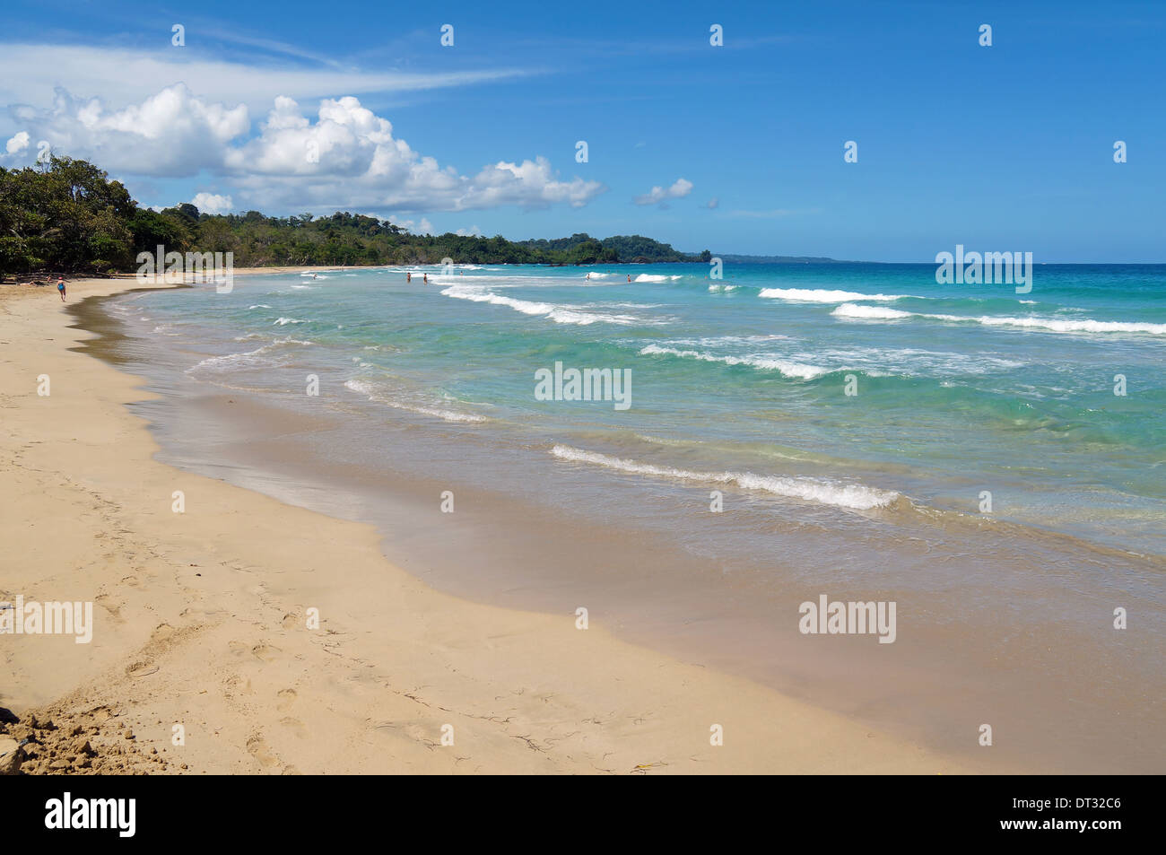 Rana rossa in spiaggia sulla Costa Caraibica di Panama, isola Bastimentos, arcipelago di Bocas del Toro Foto Stock