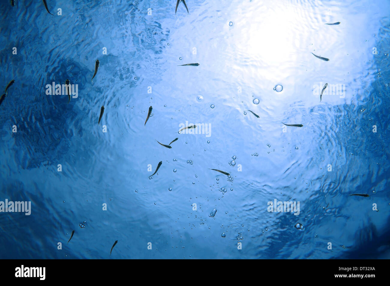 Il piccolo pesce sotto la superficie dell'acqua con le bolle di aria e luce solare in background, scenario naturale, il mare dei Caraibi Foto Stock