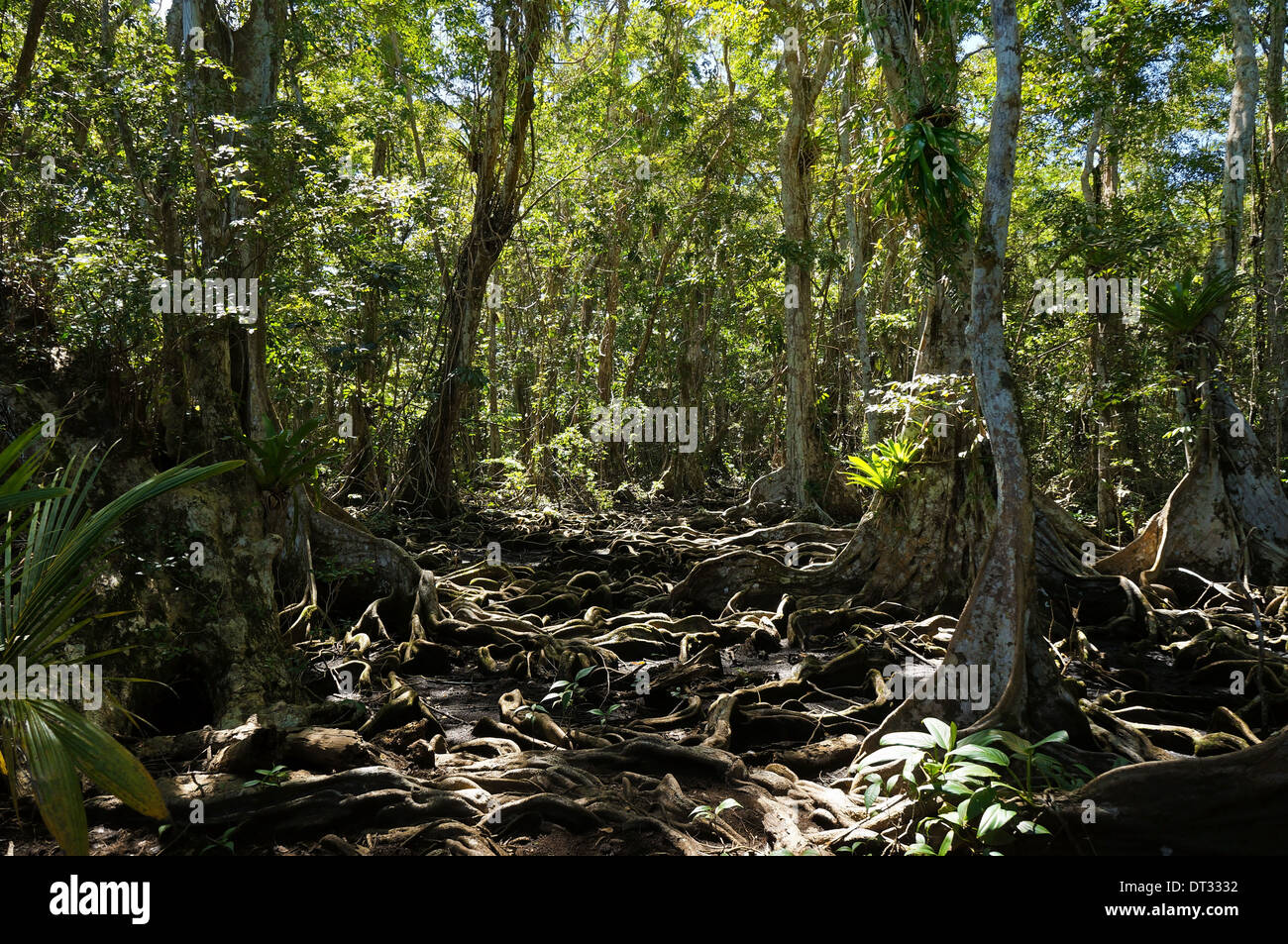 Radici di alberi nella giungla tropicale di Panama, Bocas del Toro, America Centrale Foto Stock