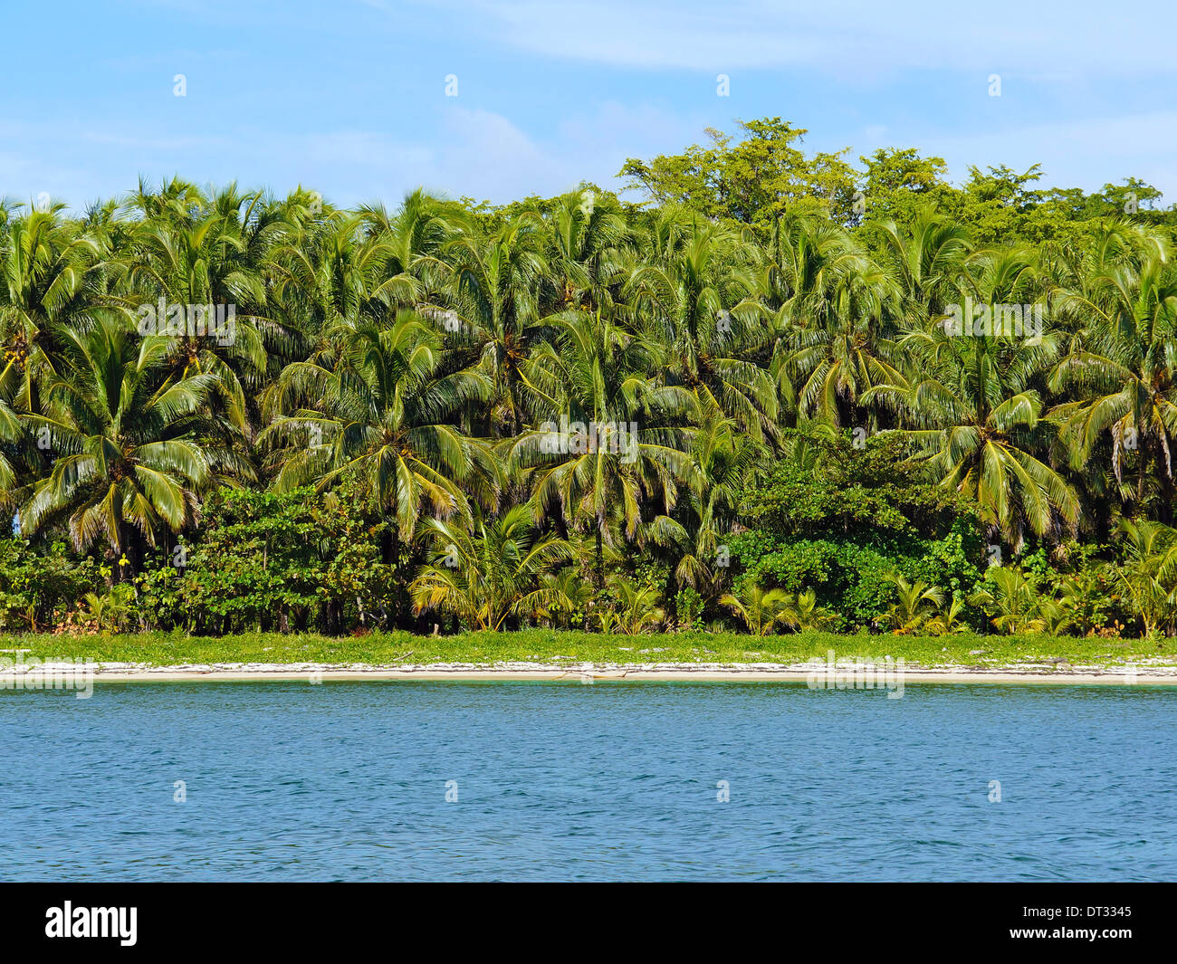 Spiaggia tropicale con una parete verde di una rigogliosa vegetazione, Zapatillas Isole di Bocas del Toro, Mar dei Caraibi, Panama Foto Stock