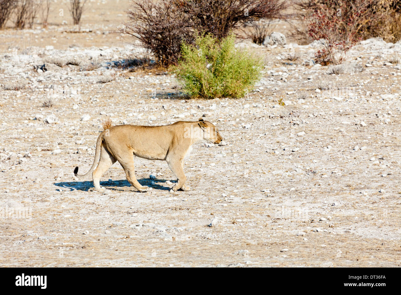 Una leonessa passeggiate nel parco nazionale Etosha, Namibia Foto Stock