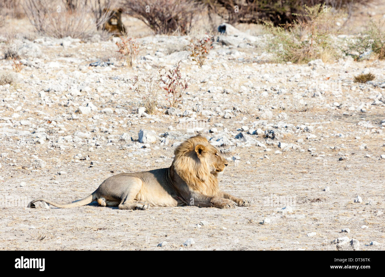 Un leone giacente nel pomeriggio di sole nel Parco Nazionale di Etosha, Namibia Foto Stock