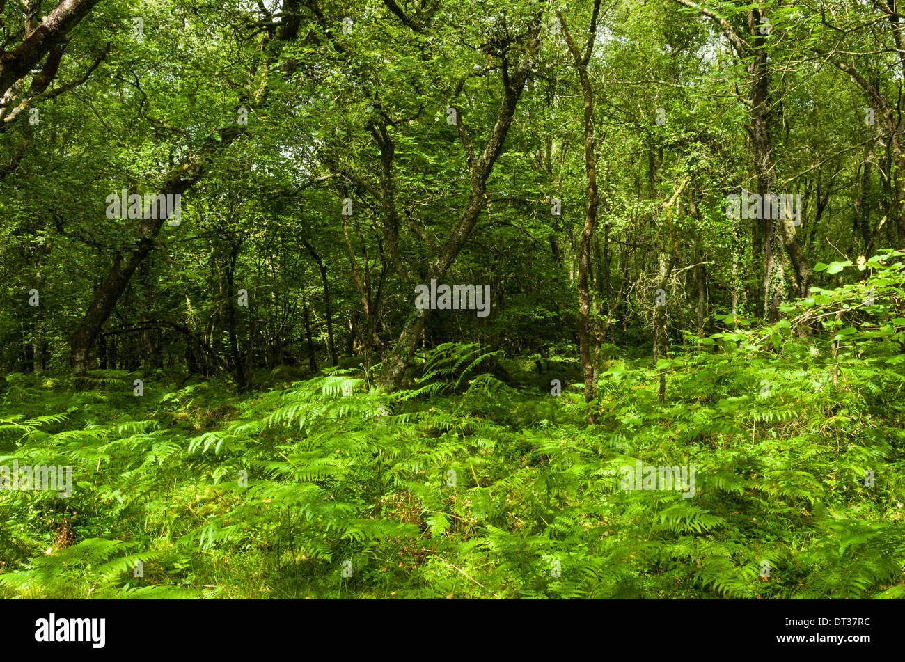 Bracken crescendo in una radura nel bosco nel Parco Nazionale di Dartmoor, Devon, Inghilterra. Foto Stock