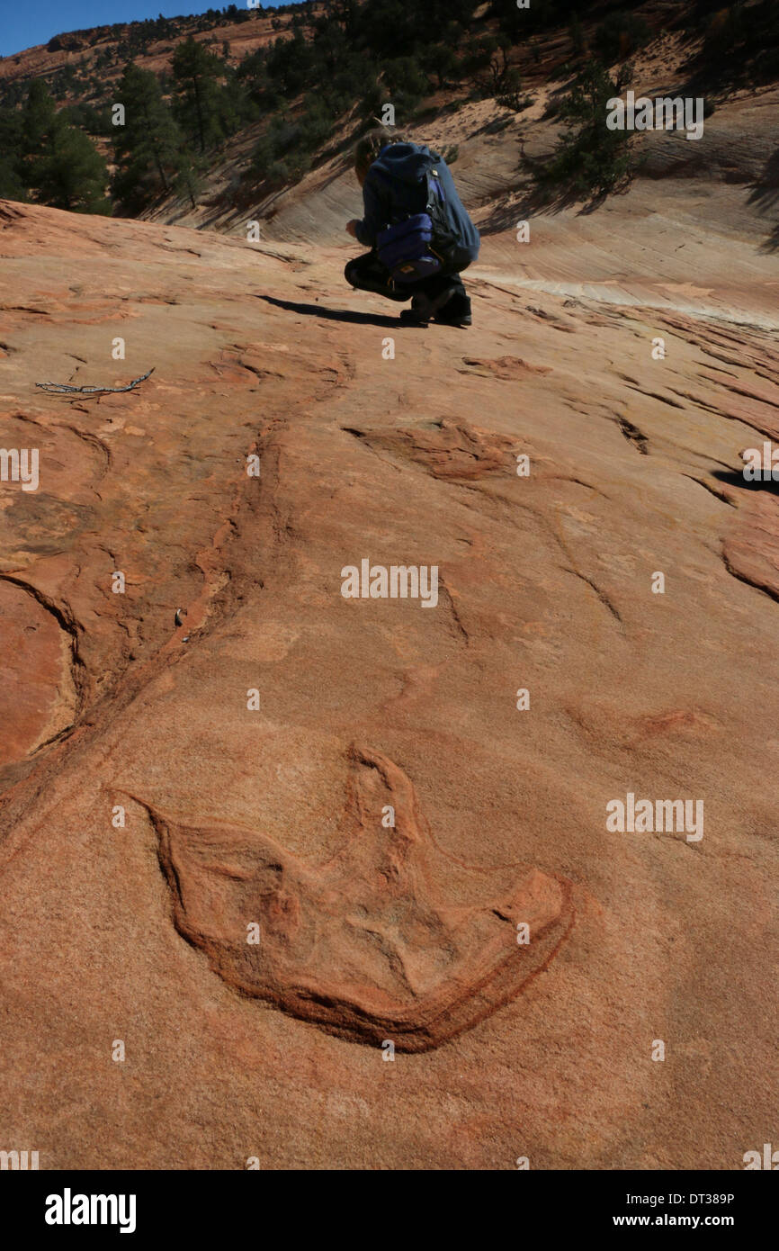 Fossili di dinosauro impronta su strippato a strati di roccia arenaria, Southern Utah Foto Stock