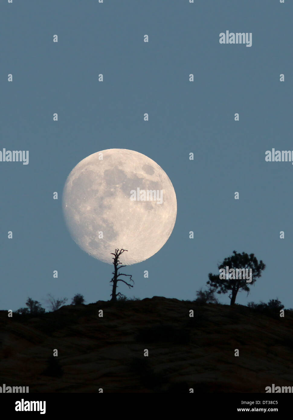Luna e gli alberi sul Monte Zion National Park nello Utah tramonto scogliera di roccia slickrock slick Foto Stock
