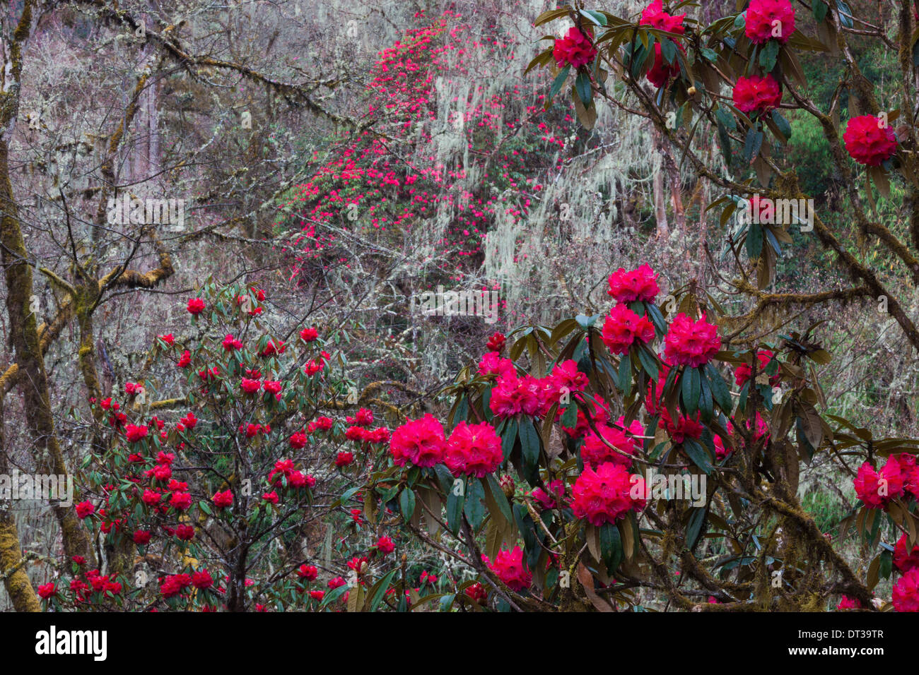 Rododendri in fiore nei boschi della valle di Paro, Bhutan Foto Stock