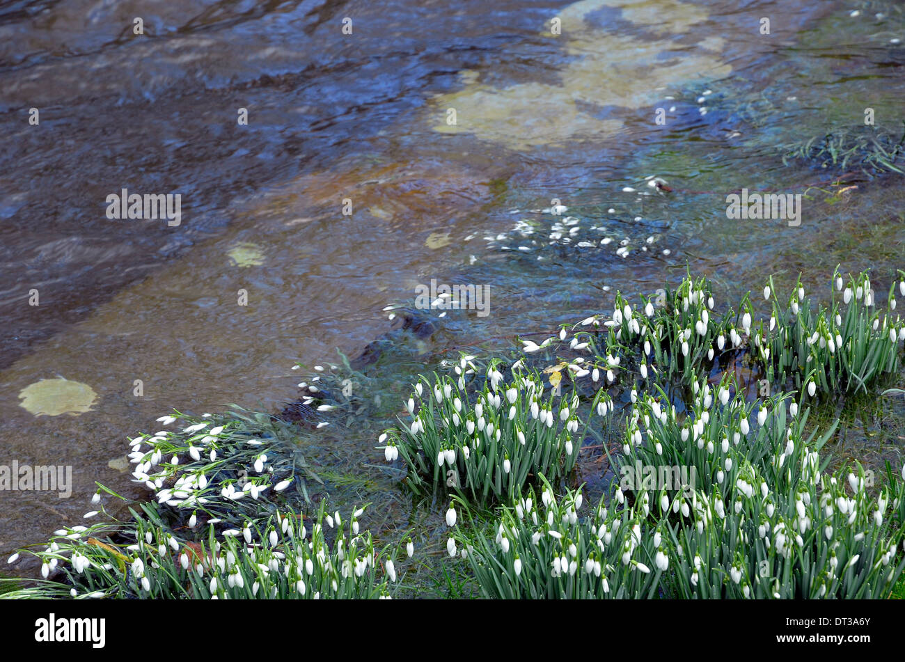 Primavera snowdrops sotto acqua di inondazione in giardini presso gli sbarramenti in Winchester dopo il fiume Itchen allagata, Febbraio 2014 Foto Stock