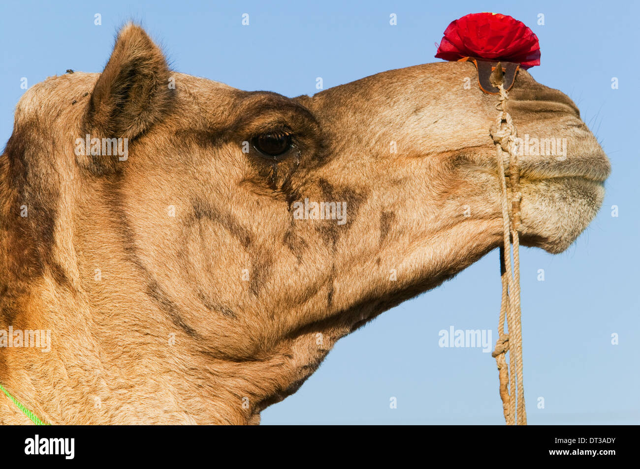 Profilo di un cammello presso la Fiera di Pushkar, Rajasthan, India Foto Stock